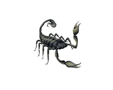 Köp Scorpion - CarTattoo Scorpion - CarTattoo