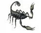 Scorpion - CarTattoo
