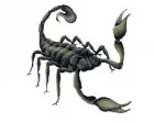 Köp Scorpion - CarTattoo