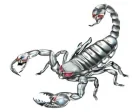Köp Silver Scorpion - 11x10