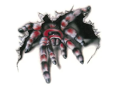 Köp Spider WildGraphic Stor - Dekal Spider WildGraphic Stor - Dekal