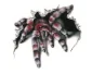 Köp Spider WildGraphic Stor - Dekal Köp Spider WildGraphic Stor - Dekal