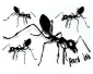 Köp Hard Job Ants - Dekaler