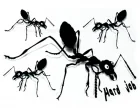 Köp Hard Job Ants - Dekaler