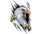 Köp Eagle Sharp Claw - Dekal