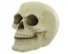Köp Skull - Glow in the Dark