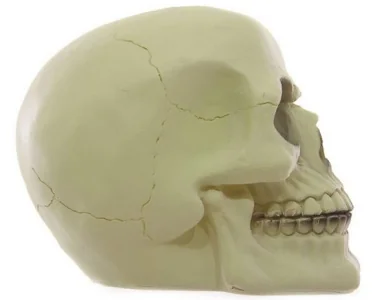 Skull - Glow in the Dark