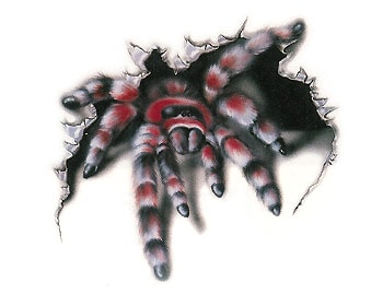 Köp Spider WildGraphic Liten - Dekal Billigt Online