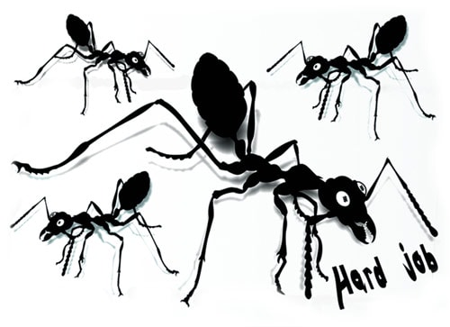 Köp Hard Job Ants - Dekaler Billigt Online