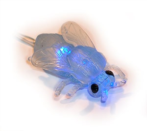 Blue Fly Köp Blue Fly Billigt Online
