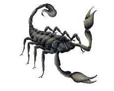 Köp Scorpion - CarTattoo Billigt Online